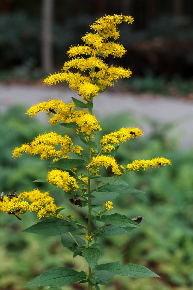 solidago_rugosa_3